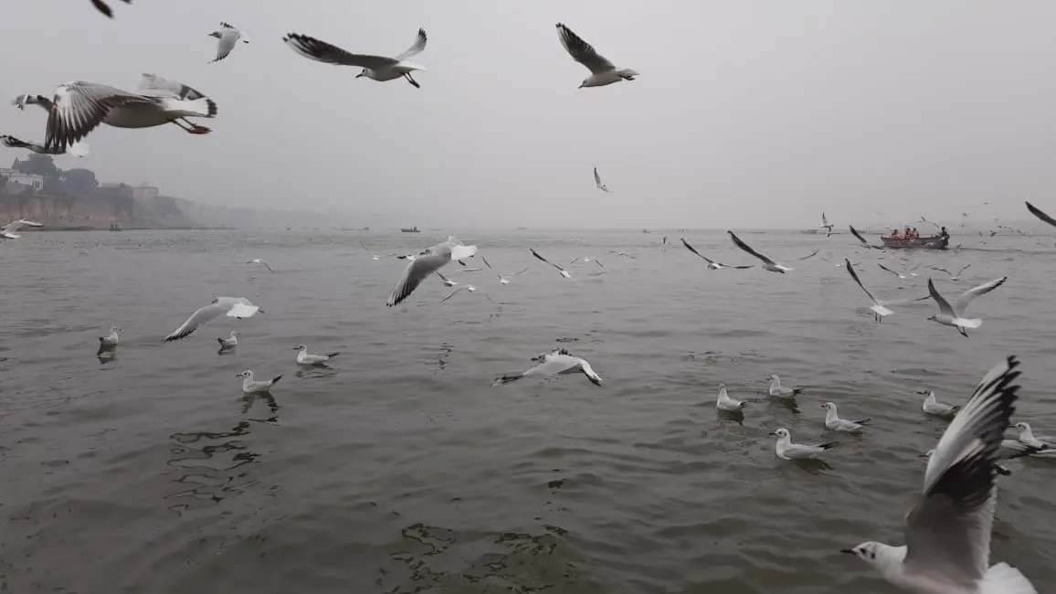 Siberian Birds in Ganges River