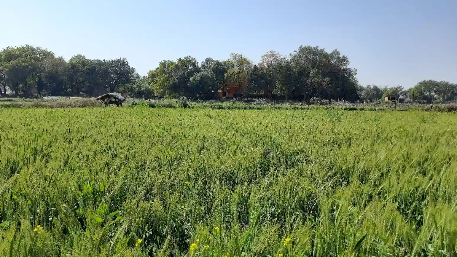 Wheat in Village